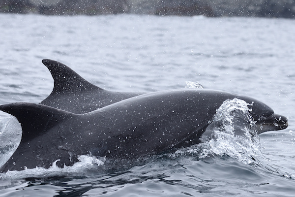 Garn-Isaf-Boat-Trips-Dolphins-Pembrokeshire