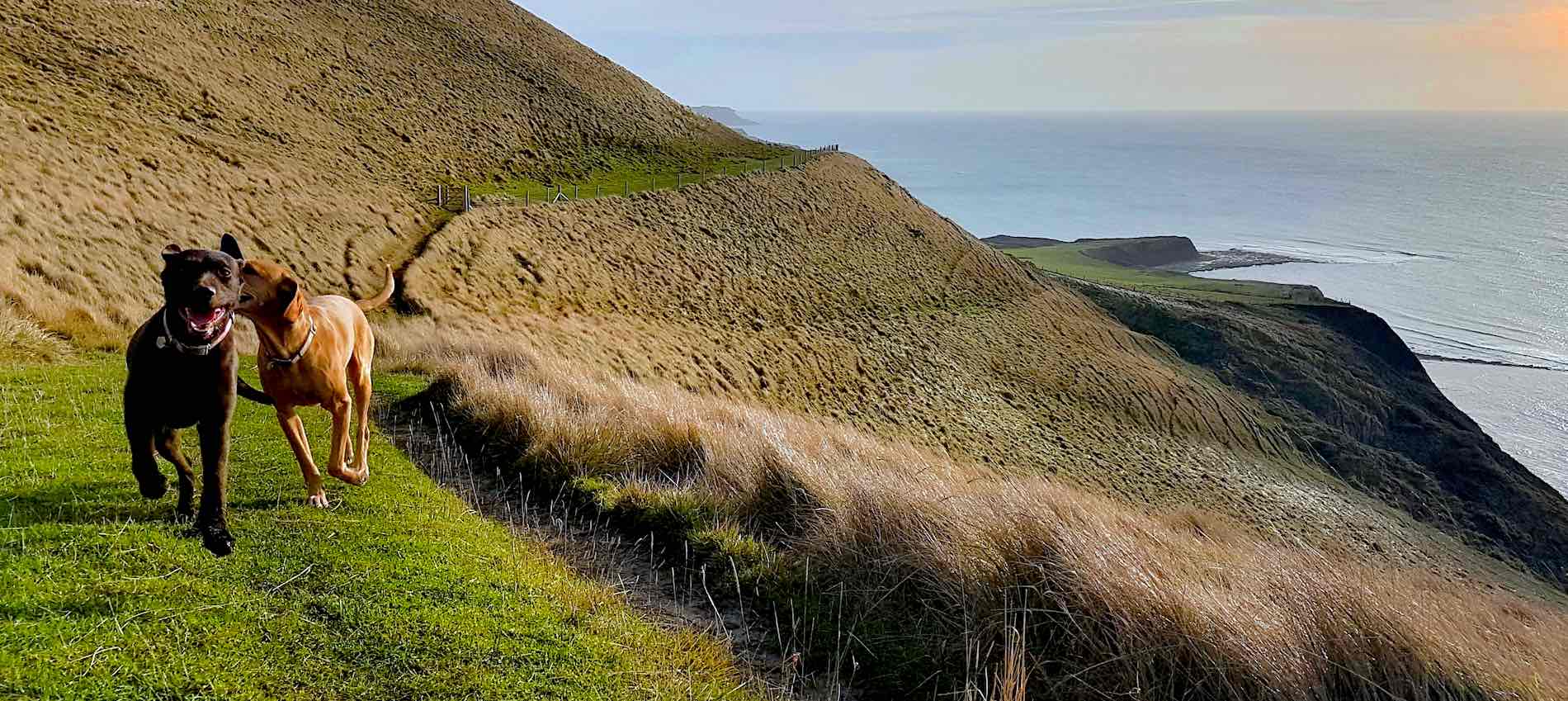 Garn-Isaf-Guesthouse-Pembrokeshire-Self-Catering-Cottage-Coastal-Path-Dog-Walking